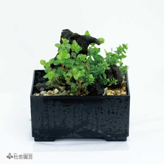 水中箱庭水草（小） | 杜若園芸WEBショップ｜水草の生産販売【通販