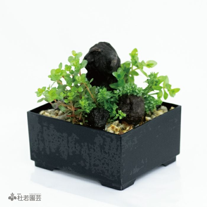 水中箱庭水草（小） | 杜若園芸WEBショップ｜水草の生産販売【通販
