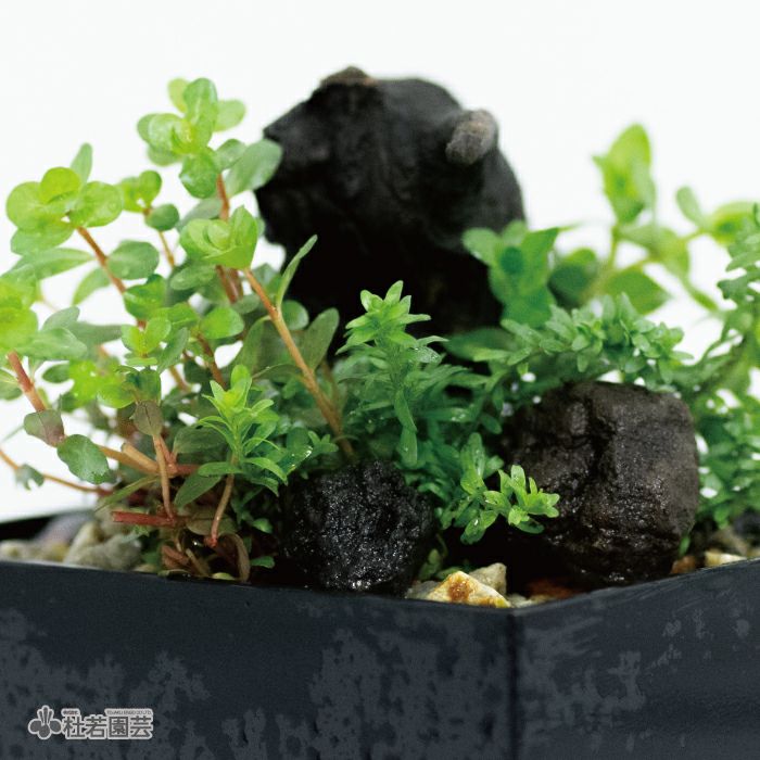 水中箱庭水草（小） | 杜若園芸WEBショップ｜水草の生産販売【通販