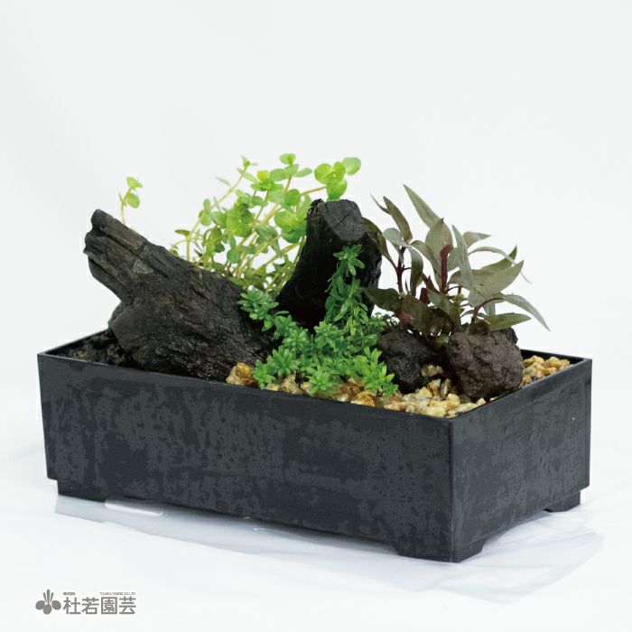 水中箱庭水草（大） | 杜若園芸WEBショップ｜水草の生産販売【通販