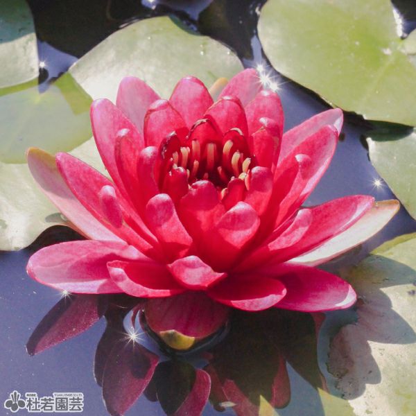 スイレン】 オールモストブラック（温帯睡蓮） 19cmカゴ | 杜若園芸WEB