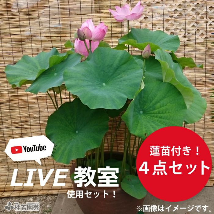 蓮、ハス】 お楽しみ小型蓮(品種不明) ポット苗 | 杜若園芸WEBショップ