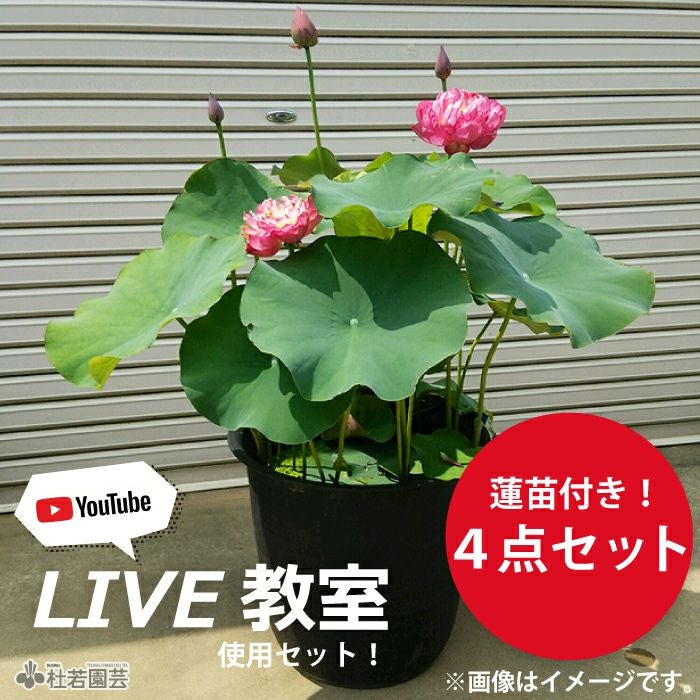 YouTubeライブ教室】小型蓮苗付き！蓮の株分け プラ鉢セット | 杜若