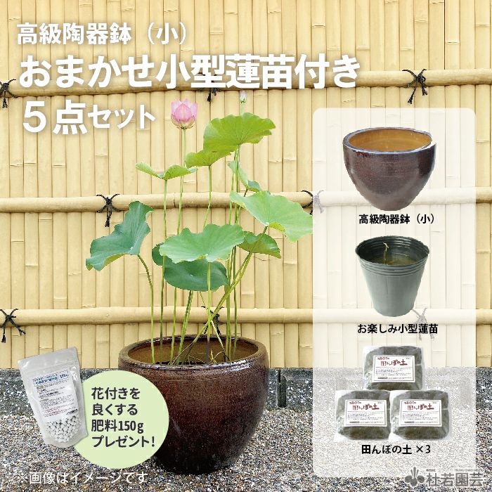 おまかせ小型蓮苗付き5点セット | 杜若園芸WEBショップ｜水草の生産