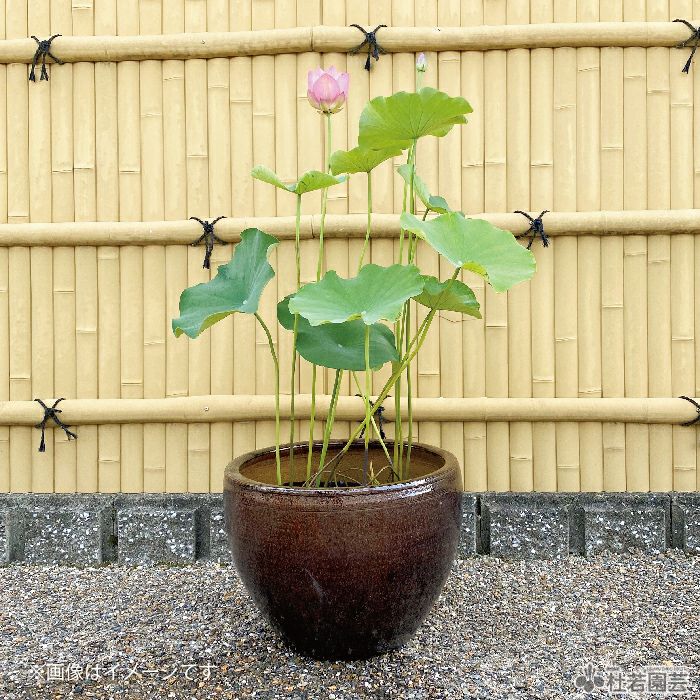 おまかせ小型蓮苗付き5点セット | 杜若園芸WEBショップ｜水草の生産