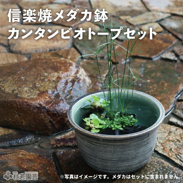 ② ピータン 甕 壺 メダカ 陶器 植物鉢 金魚鉢 メダカ ビオトープ 火鉢 ☆お値下げ可‼️です。 水鉢 大型 金魚 特大 13号 火鉢 鉢カバー プランターカバー プランター