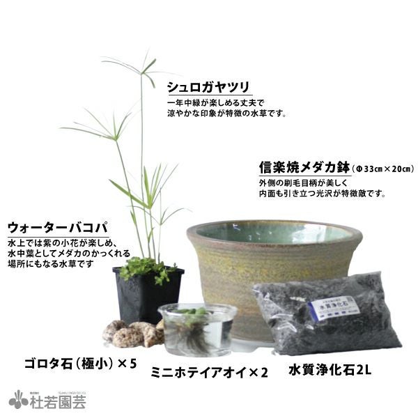 信楽焼メダカ鉢カンタンビオトープセット | 杜若園芸WEBショップ｜水草 