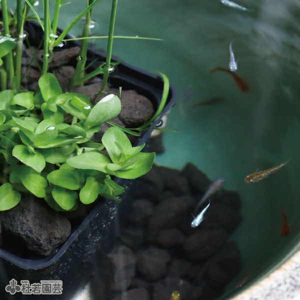 信楽焼メダカ鉢カンタンビオトープセット | 杜若園芸WEBショップ｜水草