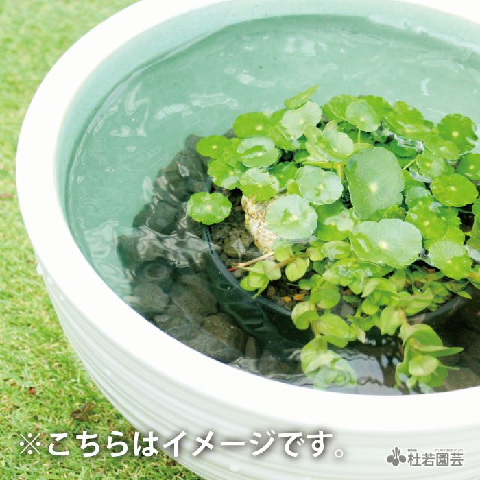 メダカ水質浄化石（荒目）7L | 杜若園芸WEBショップ｜水草の生産販売