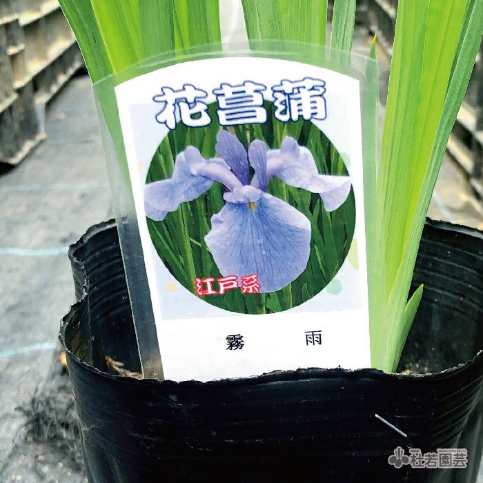 花しょうぶ(ハナショウブ)希少品種の通販（販売） | 杜若園芸WEB