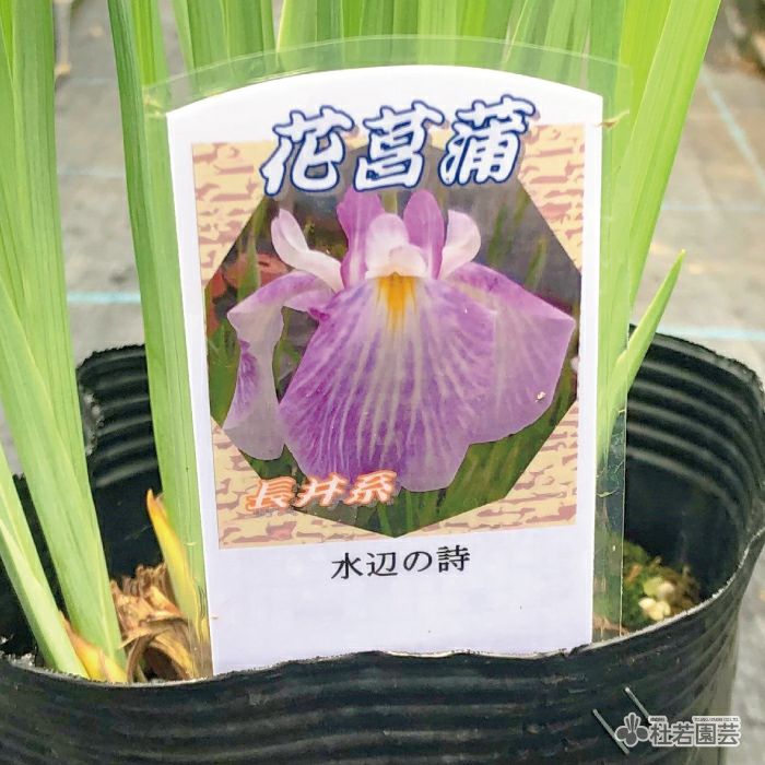 花しょうぶ(ハナショウブ)希少品種の通販（販売） | 杜若園芸WEB