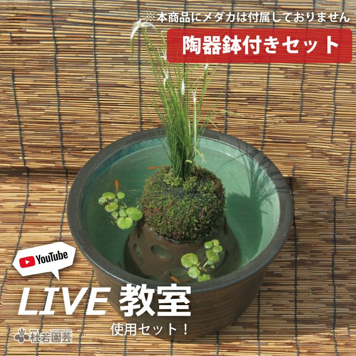 陶器鉢付き！メダカ鉢で楽しむ 水草のっけ苔玉キット | 杜若園芸WEB