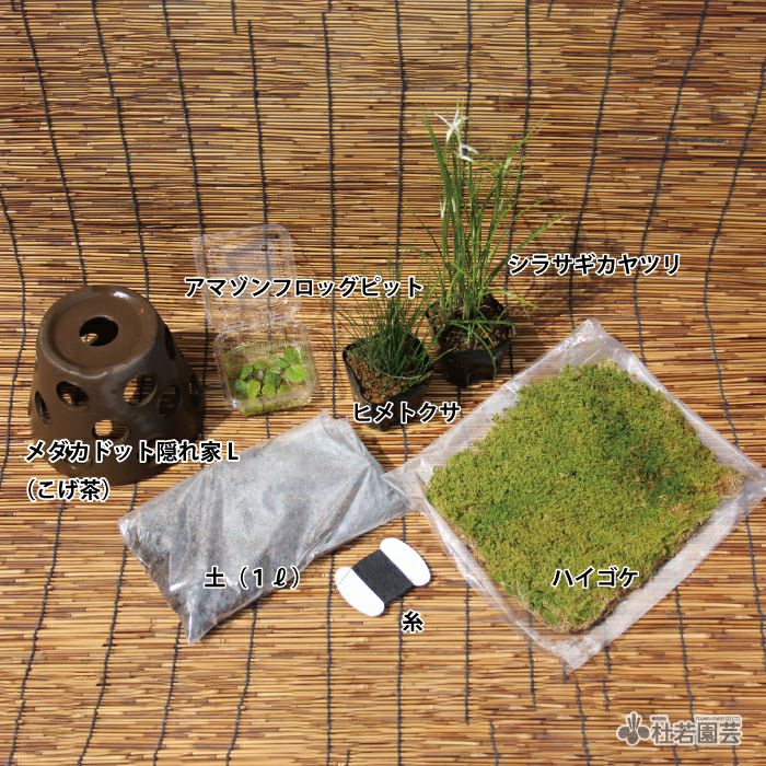 陶器鉢付き！メダカ鉢で楽しむ 水草のっけ苔玉キット | 杜若園芸WEB
