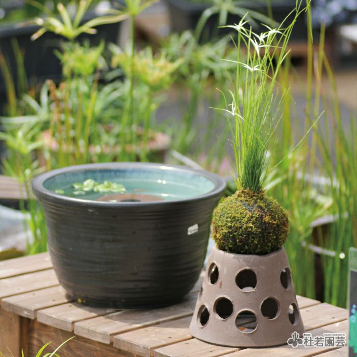 陶器鉢付き！メダカ鉢で楽しむ 水草のっけ苔玉キット | 杜若園芸WEB