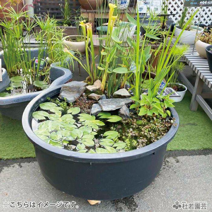 大型浅鉢 （Φ88×H32） | 杜若園芸WEBショップ｜水草の生産販売【通販