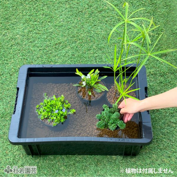 AZ-BOX プラボート プラ舟 | 杜若園芸WEBショップ｜水草の生産販売