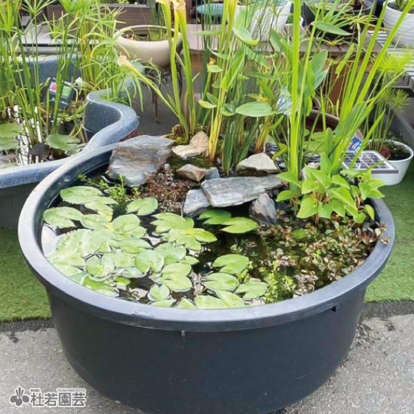 大型浅鉢 （Φ96×H43） | 杜若園芸WEBショップ｜水草の生産販売【通販