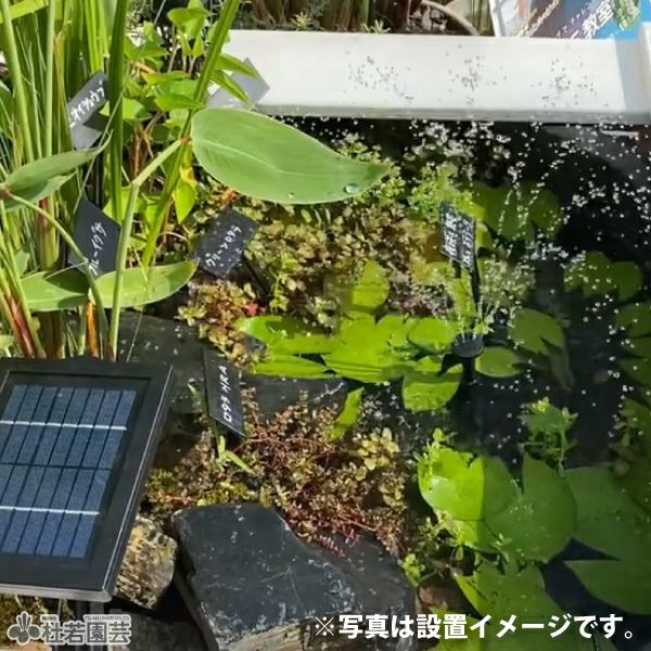 ソーラーマーメイド230 噴水セット | 杜若園芸WEBショップ｜水草の生産
