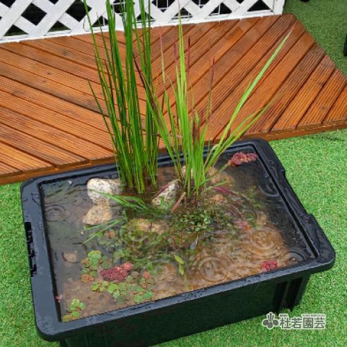 メダカのビオトープ 秋の衣替え メダカのDXビオトープセット | 杜若園芸WEBショップ｜水草