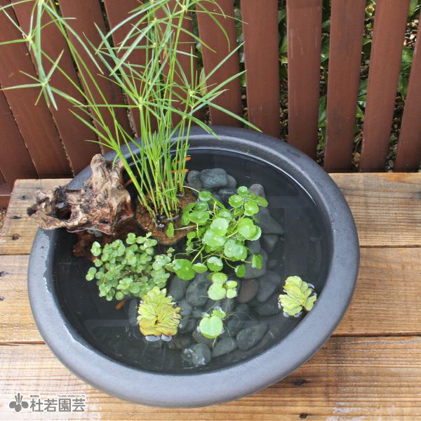 生花用。すり鉢２個 黒プラ鉢（S） | 杜若園芸WEBショップ｜水草の生産販売【通販ショップ】