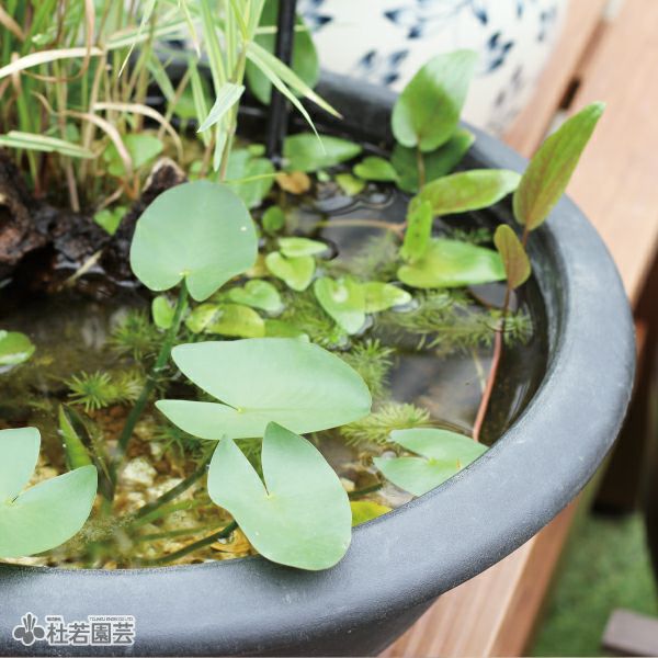 黒プラ鉢（M） | 杜若園芸WEBショップ｜水草の生産販売【通販ショップ】