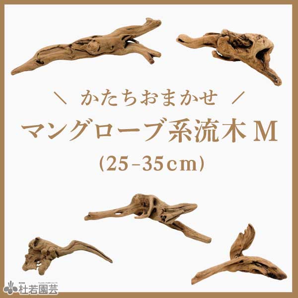 マングローブ系流木M | 杜若園芸WEBショップ｜水草の生産販売【通販
