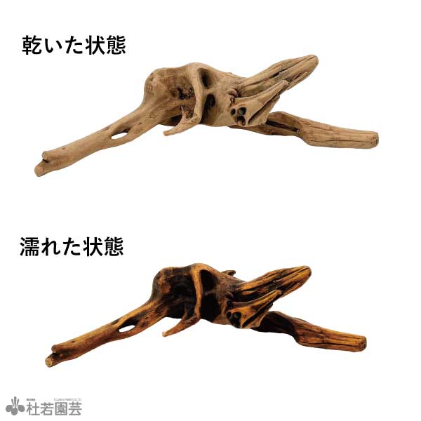 マングローブ系流木M | 杜若園芸WEBショップ｜水草の生産販売【通販