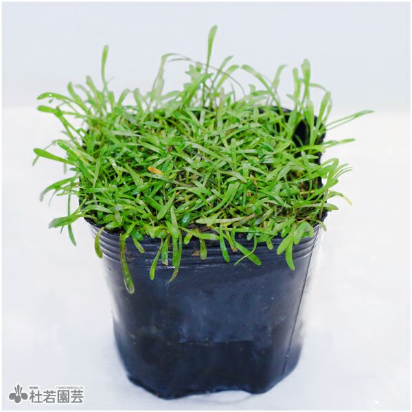 水生植物】ホシクサsp.クチ | 杜若園芸WEBショップ｜水草の生産販売