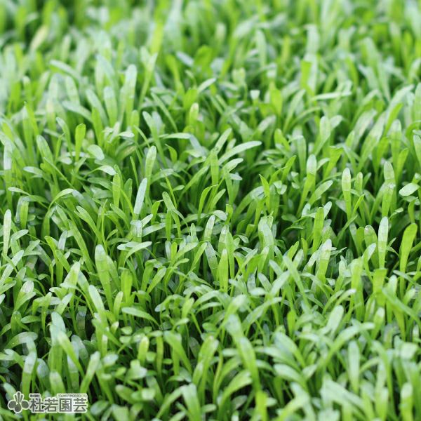 水生植物】 リラエオプシス | 杜若園芸WEBショップ｜水草の生産販売