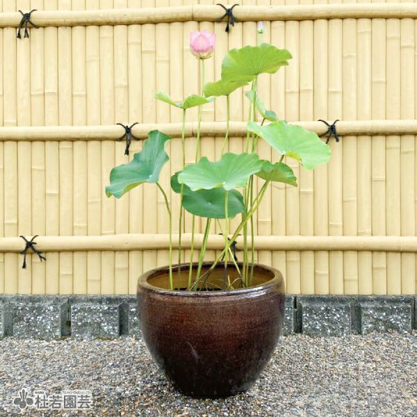 小型蓮のモダン高級陶器鉢セット | 杜若園芸WEBショップ｜水草の生産