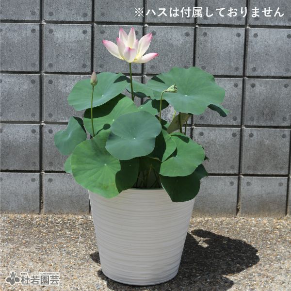 HASUBACHI 40 | 杜若園芸WEBショップ｜水草の生産販売【通販ショップ】