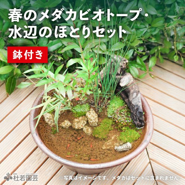 ビオトープのセット | 杜若園芸WEBショップ｜水草の生産販売【通販