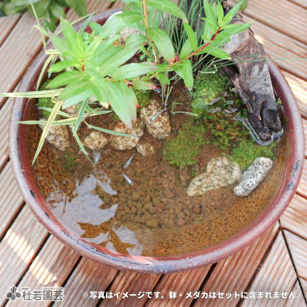 春のメダカビオトープ・水辺のほとりセット【鉢付き】 | 杜若園芸WEB