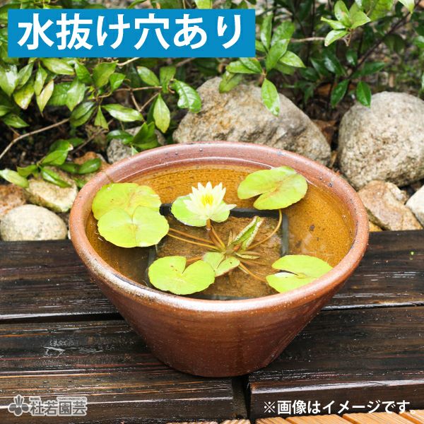 スイレン陶器鉢 ソリ型（M） | 杜若園芸WEBショップ｜水草の生産販売
