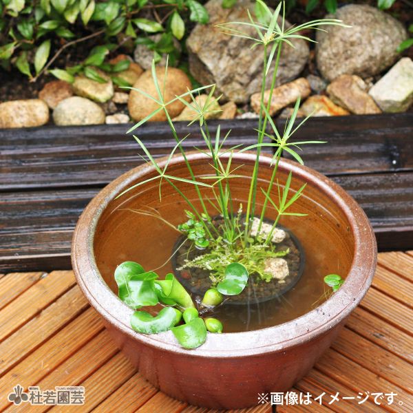 メダカビオトープ鉢（L） | 杜若園芸WEBショップ｜水草の生産販売