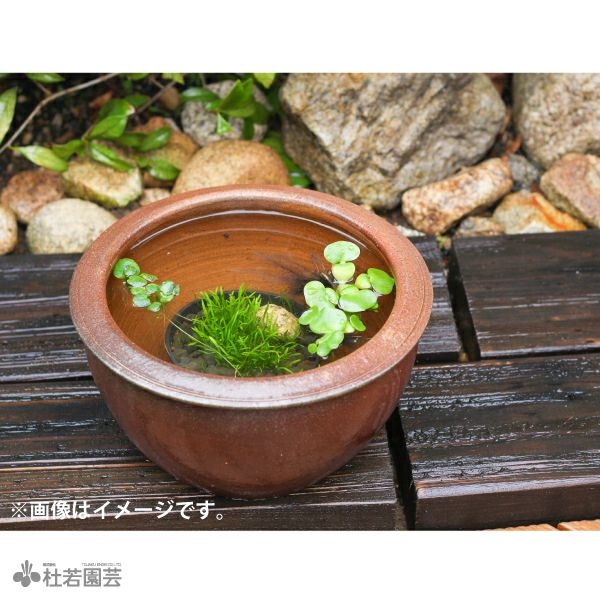 取引決定。特大な甕‼️メダカなどビオトープにしても楽しめます。 初心者向け】ビオトープでメダカを育てる方法｜16L鉢で始める小さな