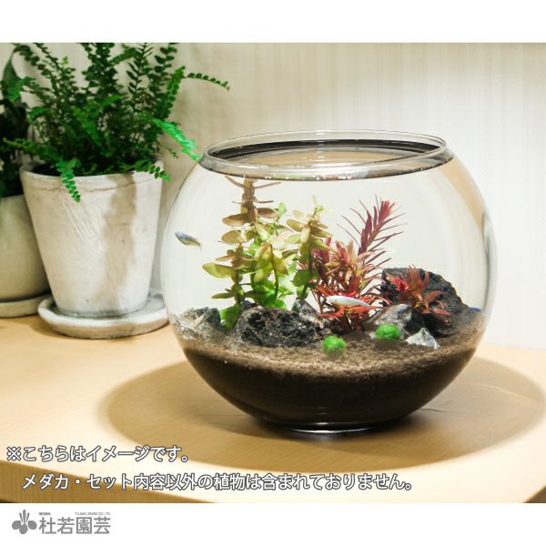 マリモ付き！カンタンアクアリウムを作ろうセット | 杜若園芸WEB