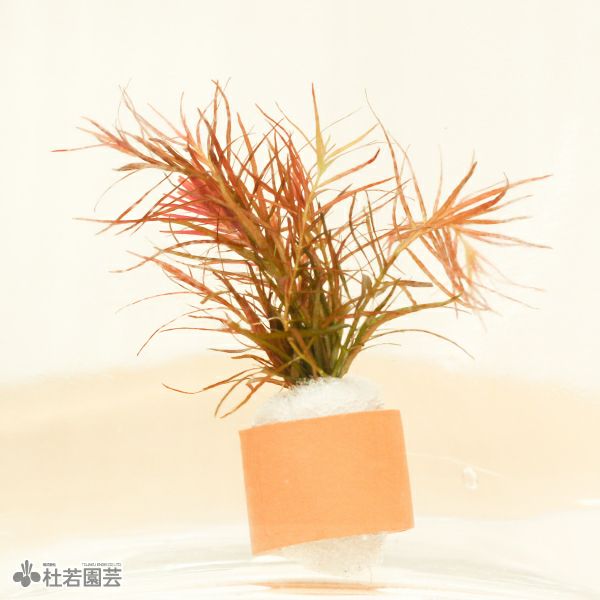水草リング ルドヴィジア アクアータ | 杜若園芸WEBショップ｜水草の