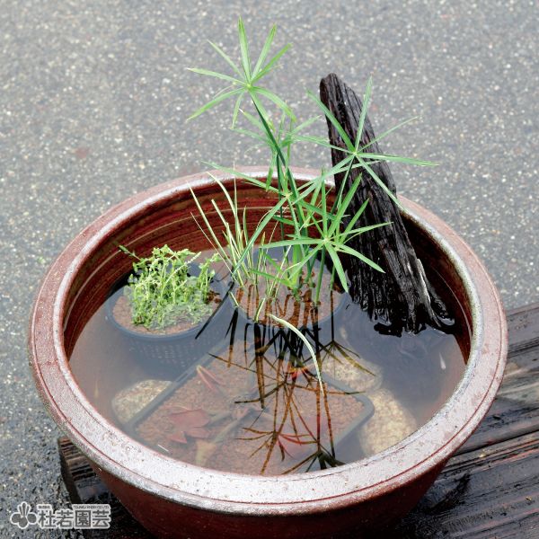 10分で作れちゃう！スイレンと水草のメダカビオトープセット | 杜若