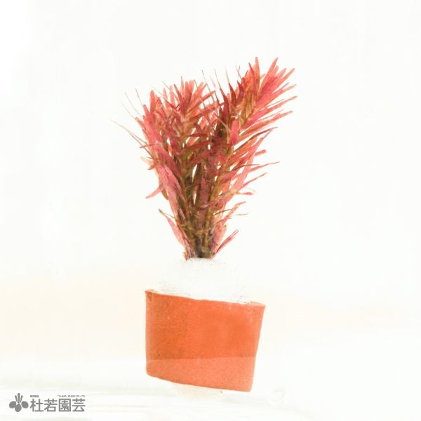 水草リング ロタラHRA | 杜若園芸WEBショップ｜水草の生産販売【通販