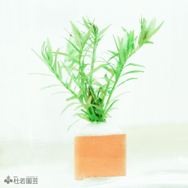 自作『卓上苔リング和のつくばい　水流版』響き渡る水音と緑で癒のヒーリングを 水草リング グリーンロタラ | 杜若園芸WEBショップ｜水草の生産販売