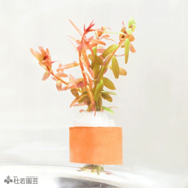 水草リング ロタラロトンジフォリア | 杜若園芸WEBショップ｜水草の