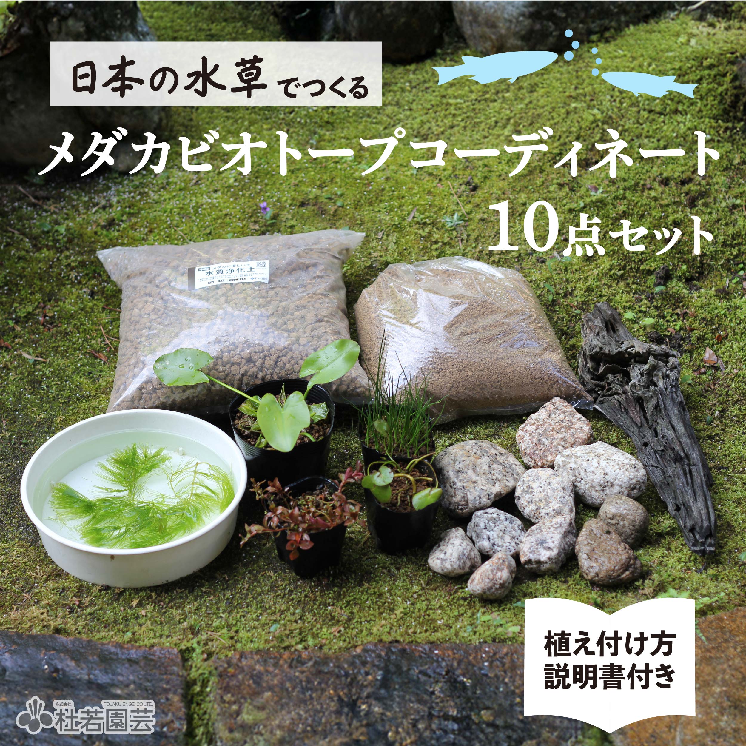 メダカビオトープにおすすめ！】グリーンBOXビオトープチャレンジ5点
