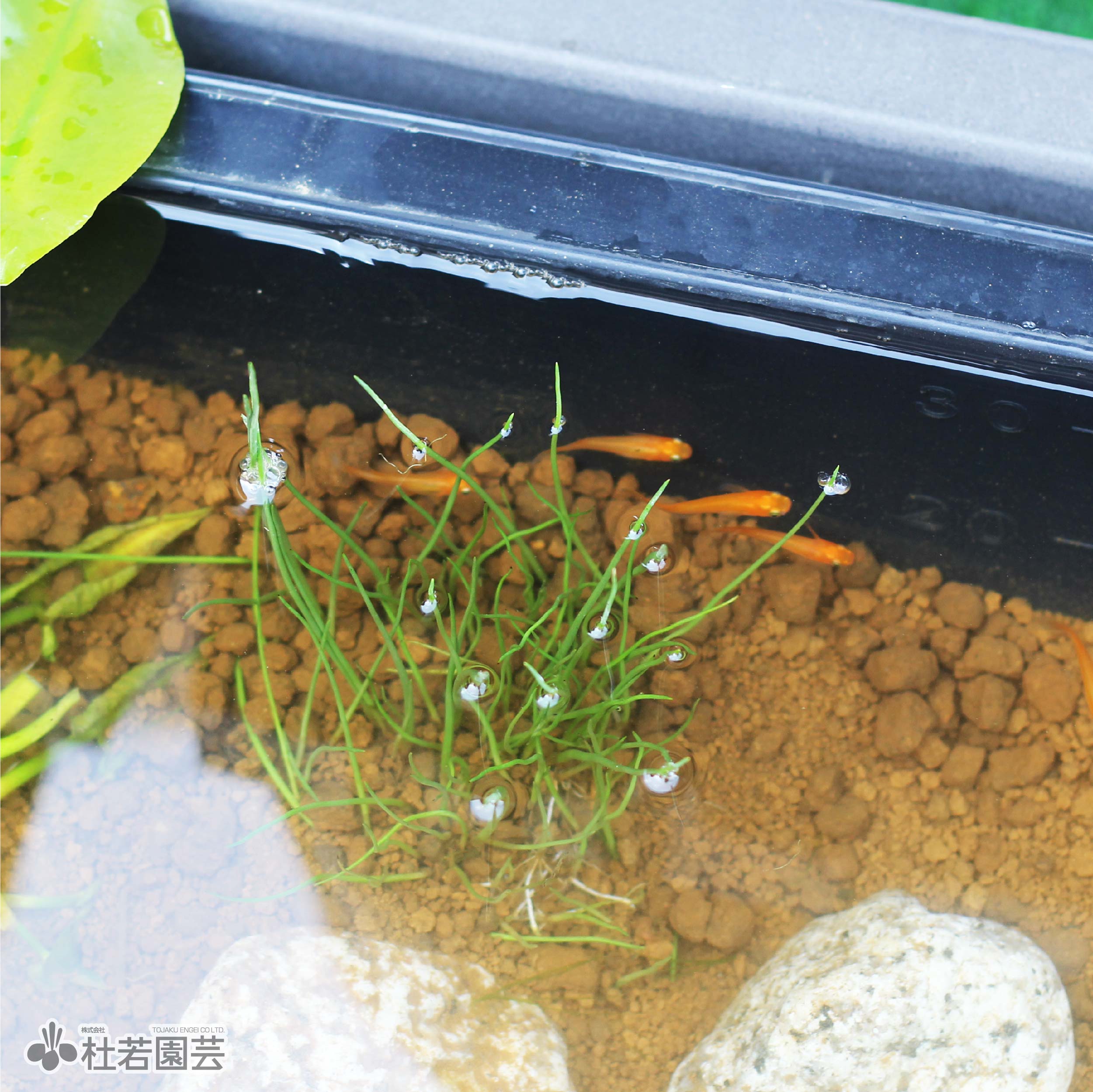 日本の水草でつくる メダカビオトープコーディネート10点セット | 杜若