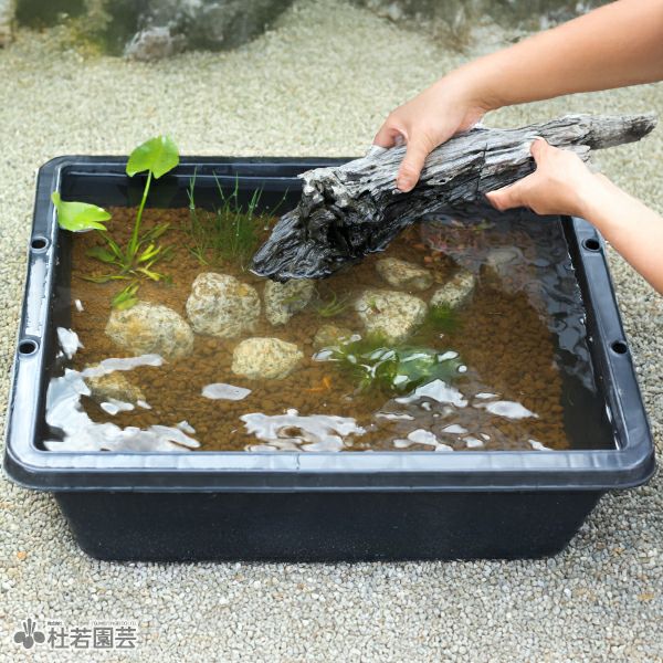京の高級木枠（大）つき 日本の水草でつくる メダカビオトープ