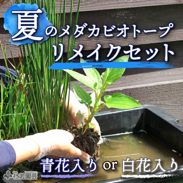 夏のメダカビオトープ・リメイクセット AorB | 杜若園芸WEBショップ