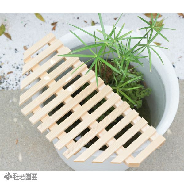 夏のメダカ飼育】深鉢ビオトープセット | 杜若園芸WEBショップ｜水草の