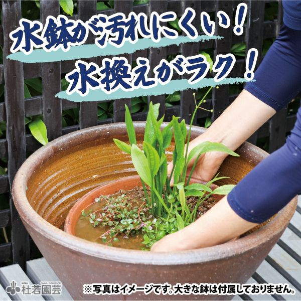 夏のメダカビオトープ 沈める寄せ植え | 杜若園芸WEBショップ｜水草の