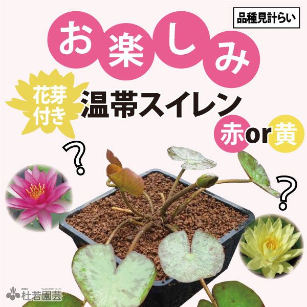 花芽つき！温帯スイレンカゴ植え(19cm角カゴ) | 杜若園芸WEBショップ