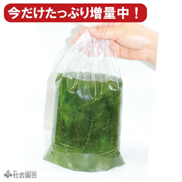 たっぷりマツモ 増量パック | 杜若園芸WEBショップ｜水草の生産販売